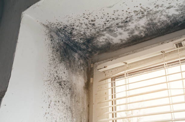 Affordable Mold Removal solutions in Bennett, NC